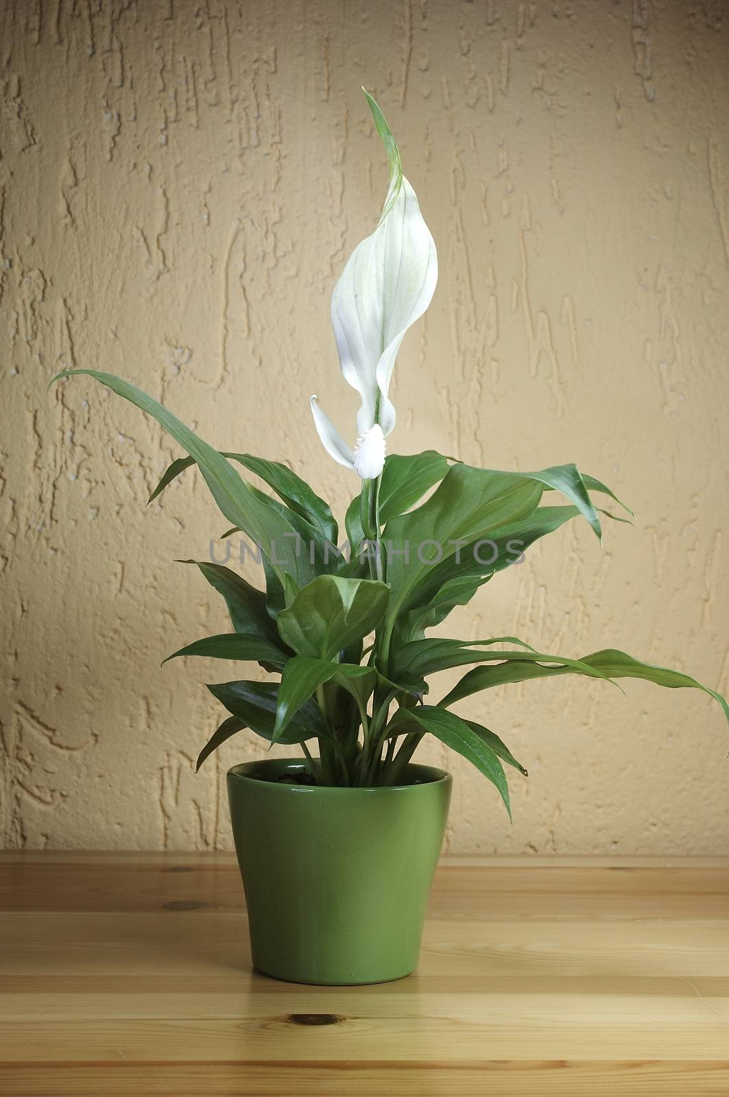 SPATHIPHYLLUM FLORIBUNDUM by Bullysoft