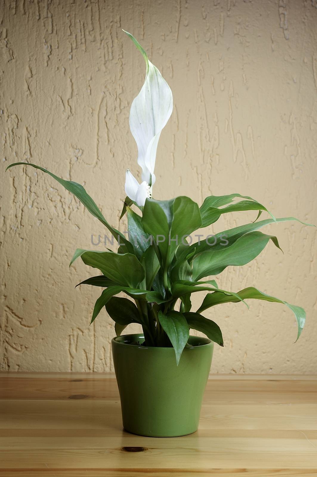 SPATHIPHYLLUM FLORIBUNDUM by Bullysoft