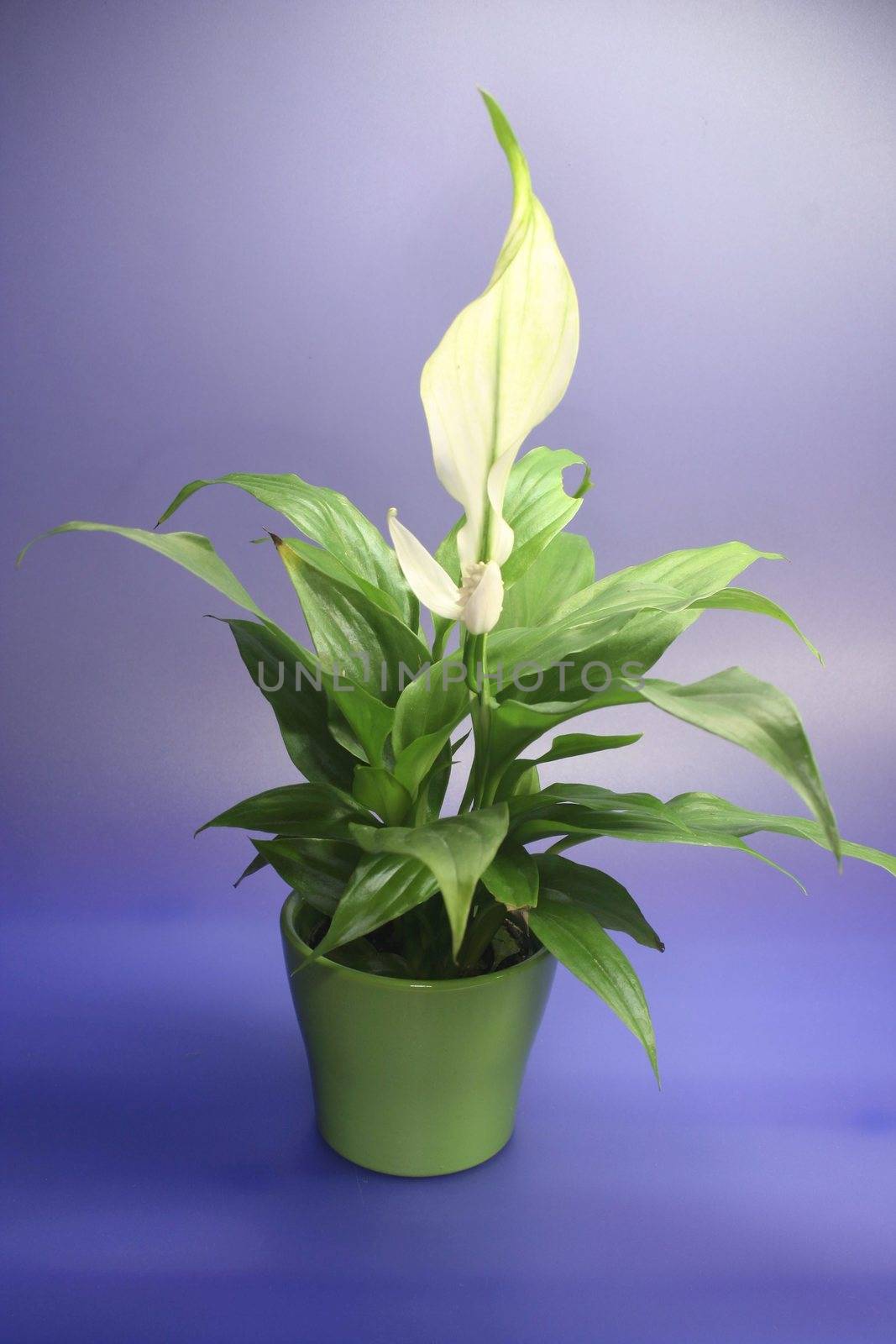 SPATHIPHYLLUM FLORIBUNDUM  - Anturie