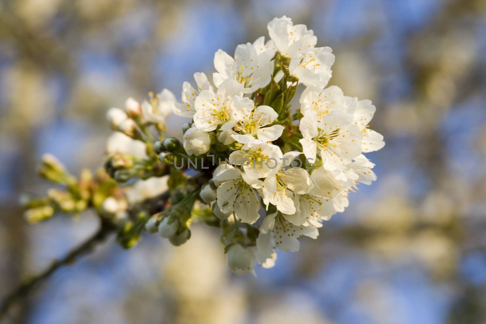 Apple tree blossom by Bullysoft