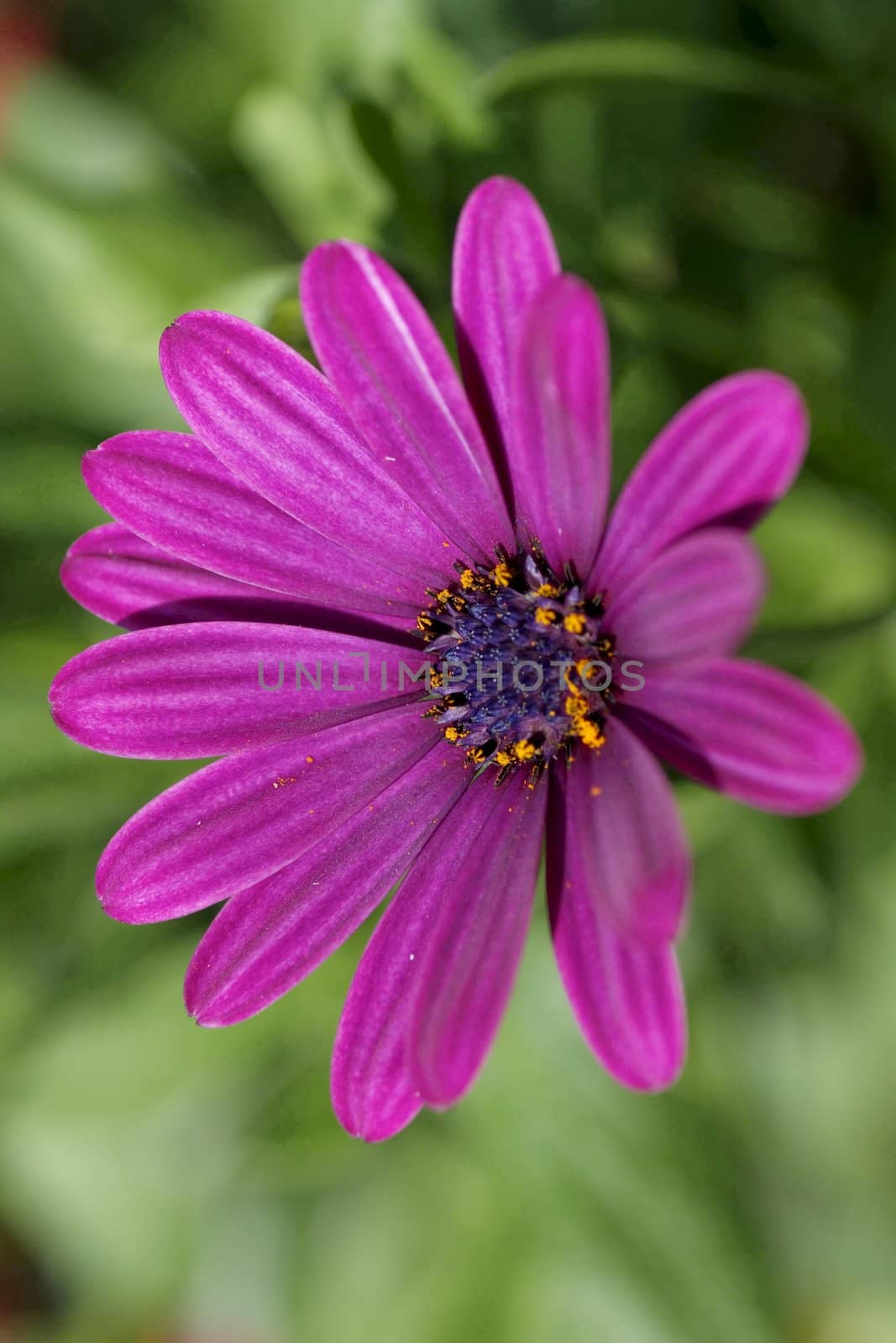 Osteospermum - Daisy