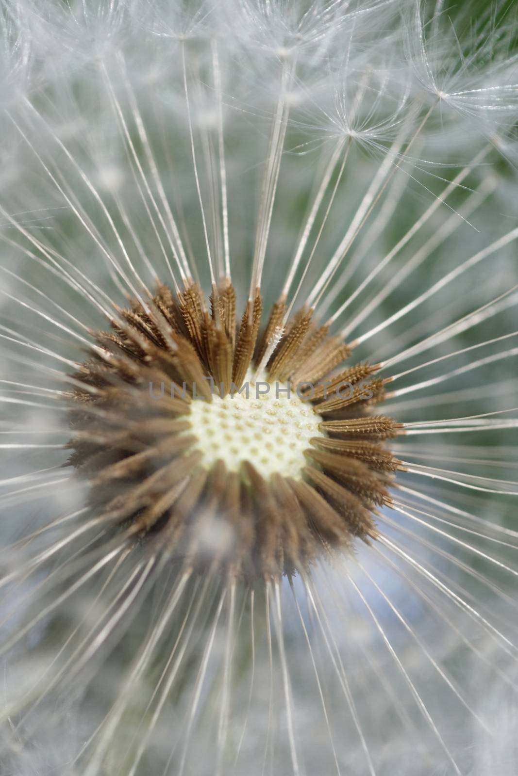 Dandelion by Bullysoft