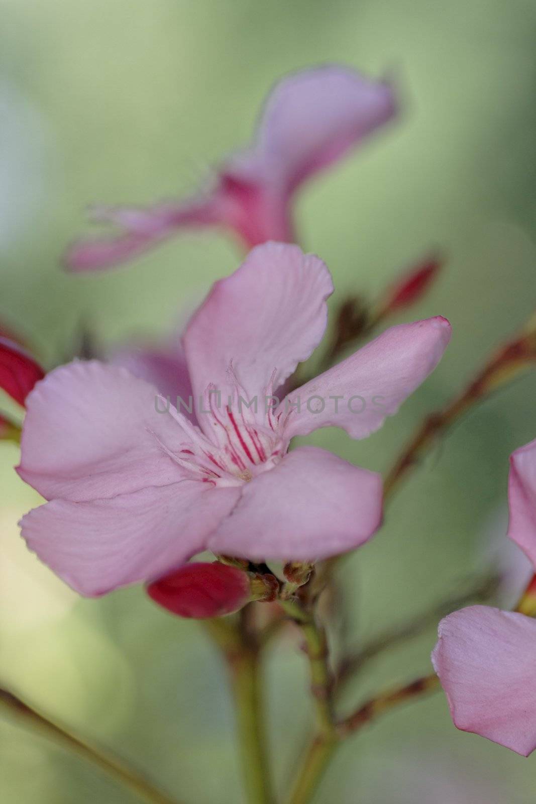 Oleander by Bullysoft