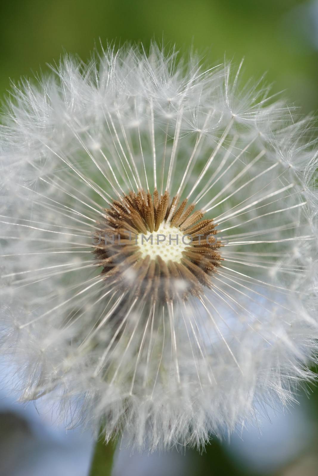 close-up of a dandelion - macro of the blossom