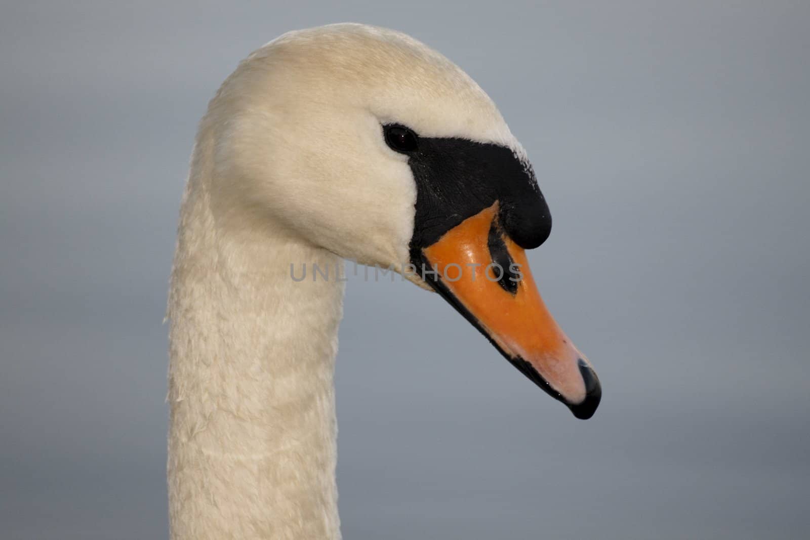 Swan in sundown - Cygnini