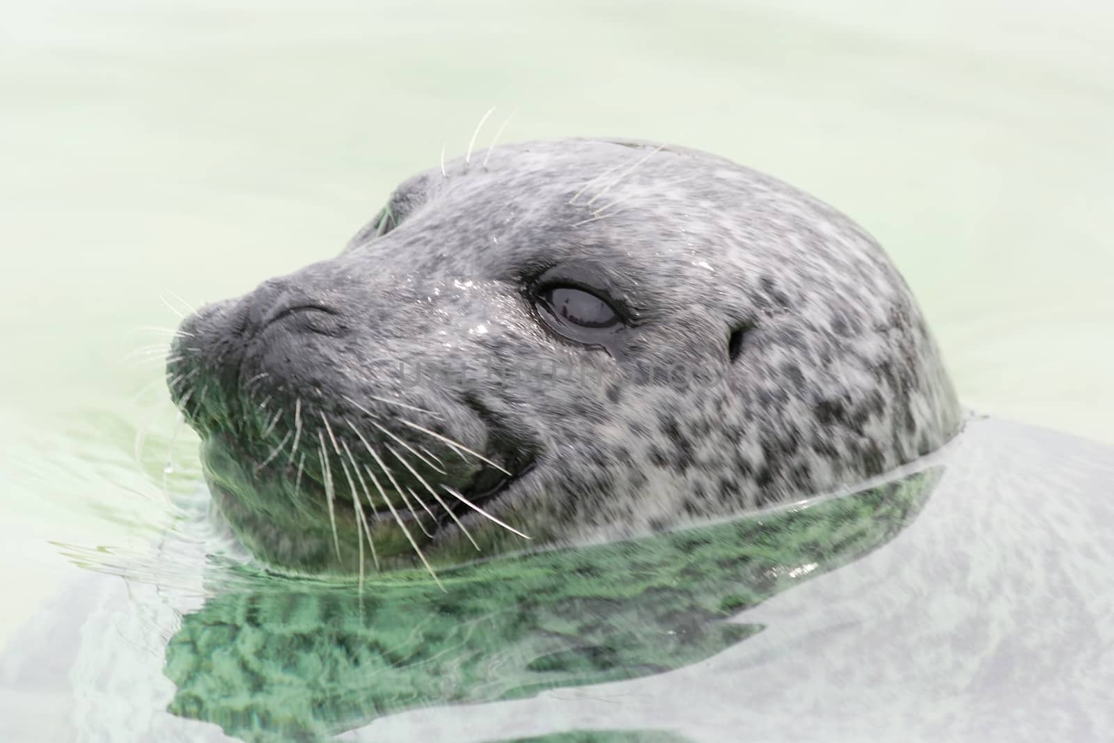 an Atlantic grey seal in the sea