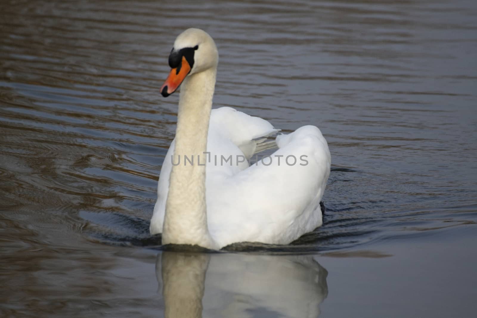 Swan in sundown - Cygnini