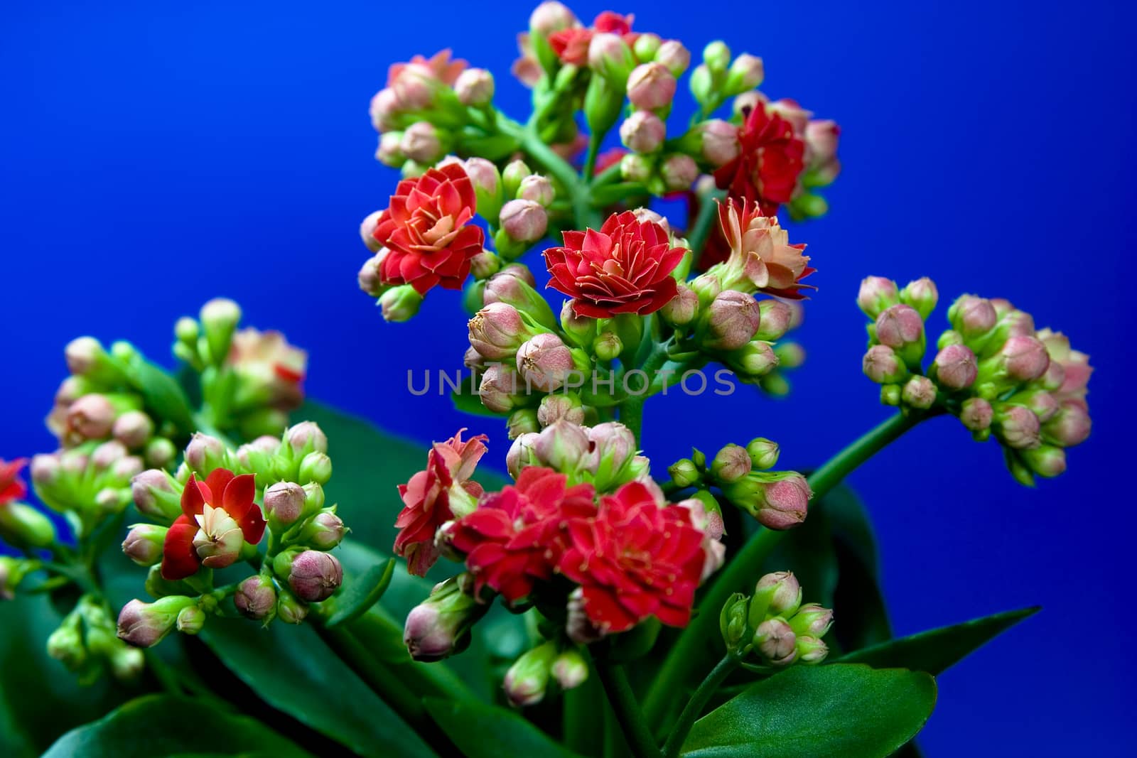  Kalanchoe by Bullysoft