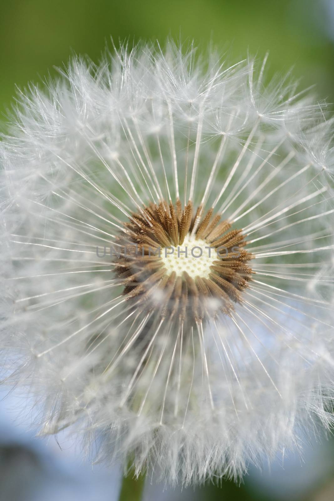 close-up of a dandelion - macro of the blossom