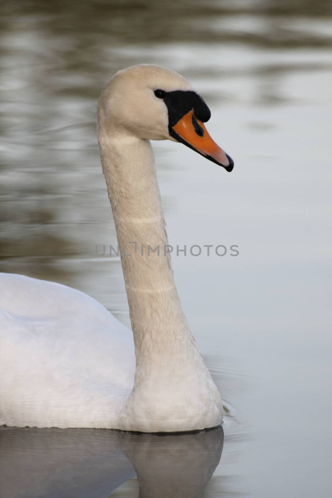 Swan in sundown - Cygnini