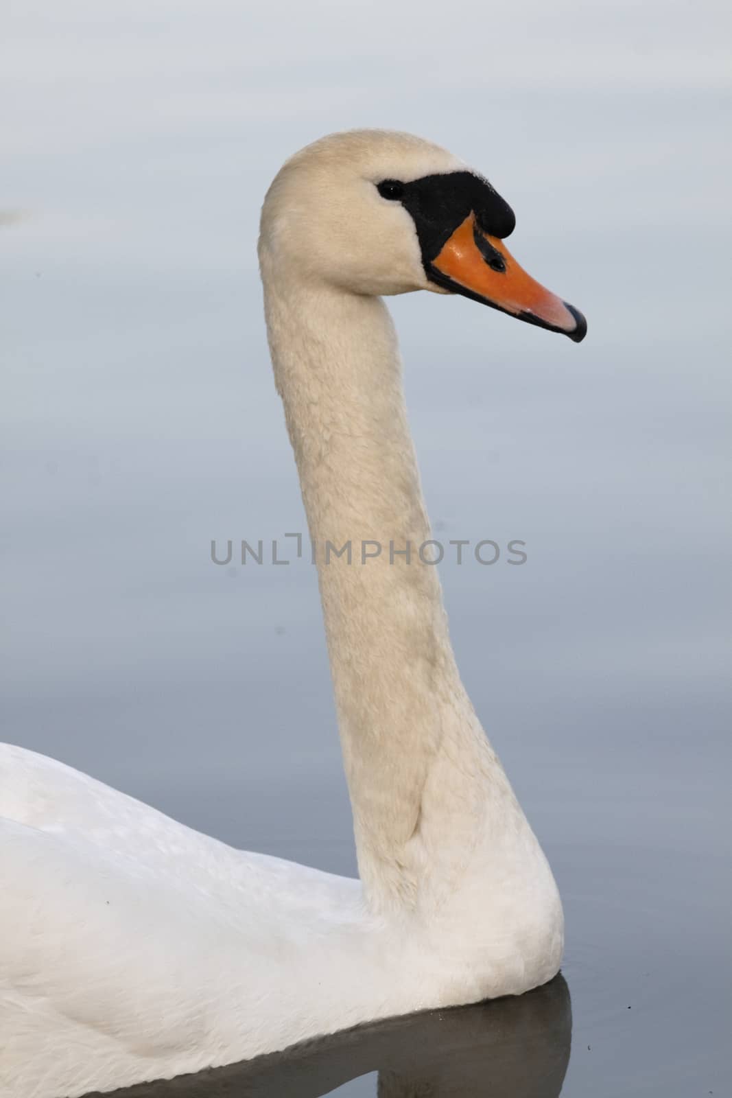 Swan in sundown - Cygnini