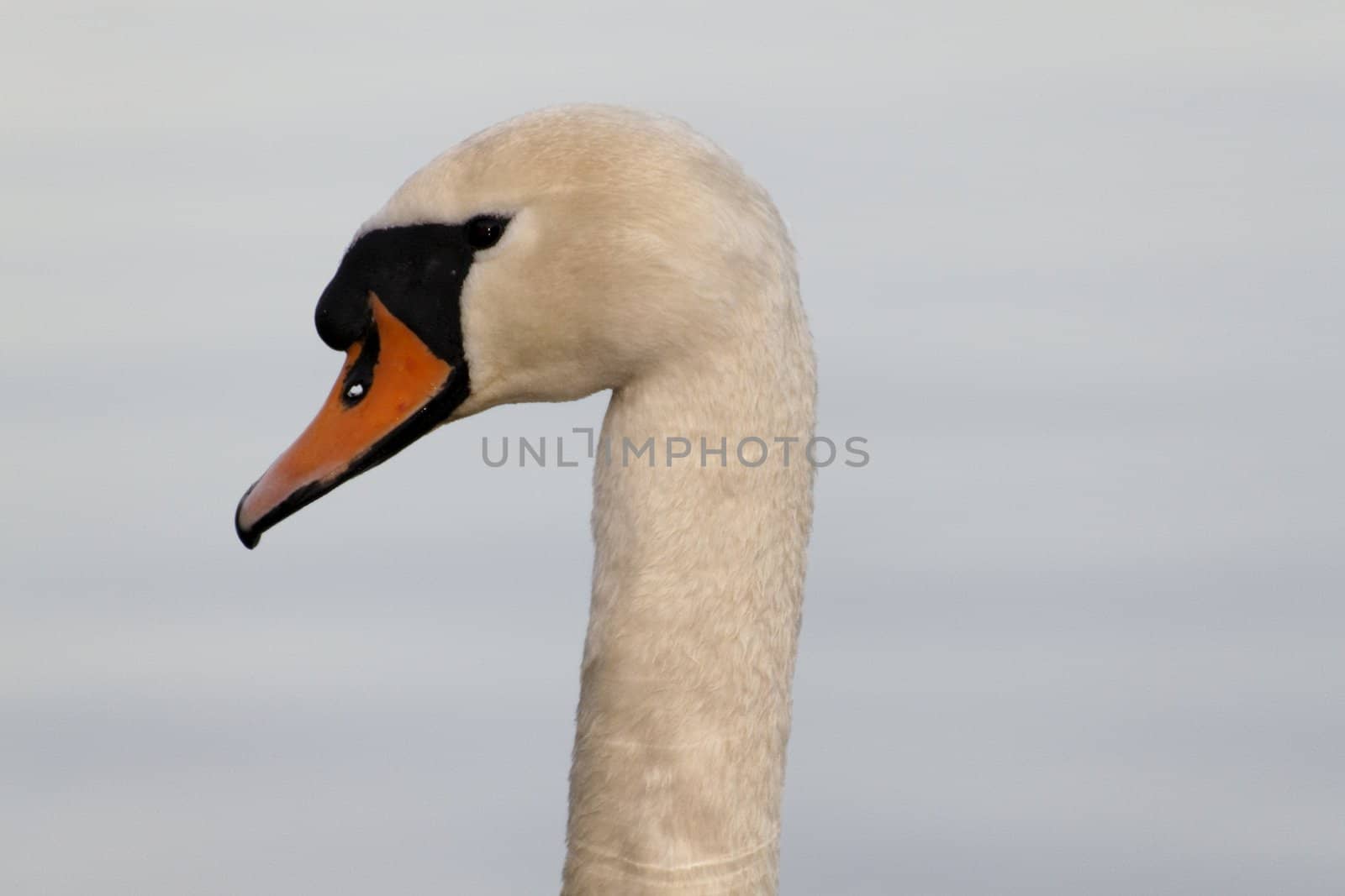 Swan in sundown - Cygnini