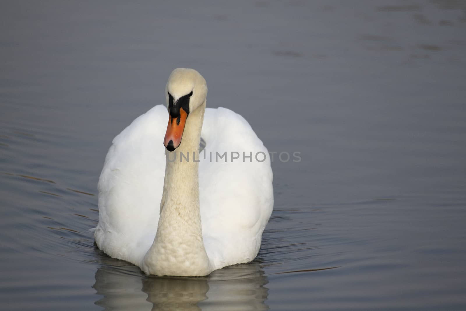 Swan in sundown - Cygnini