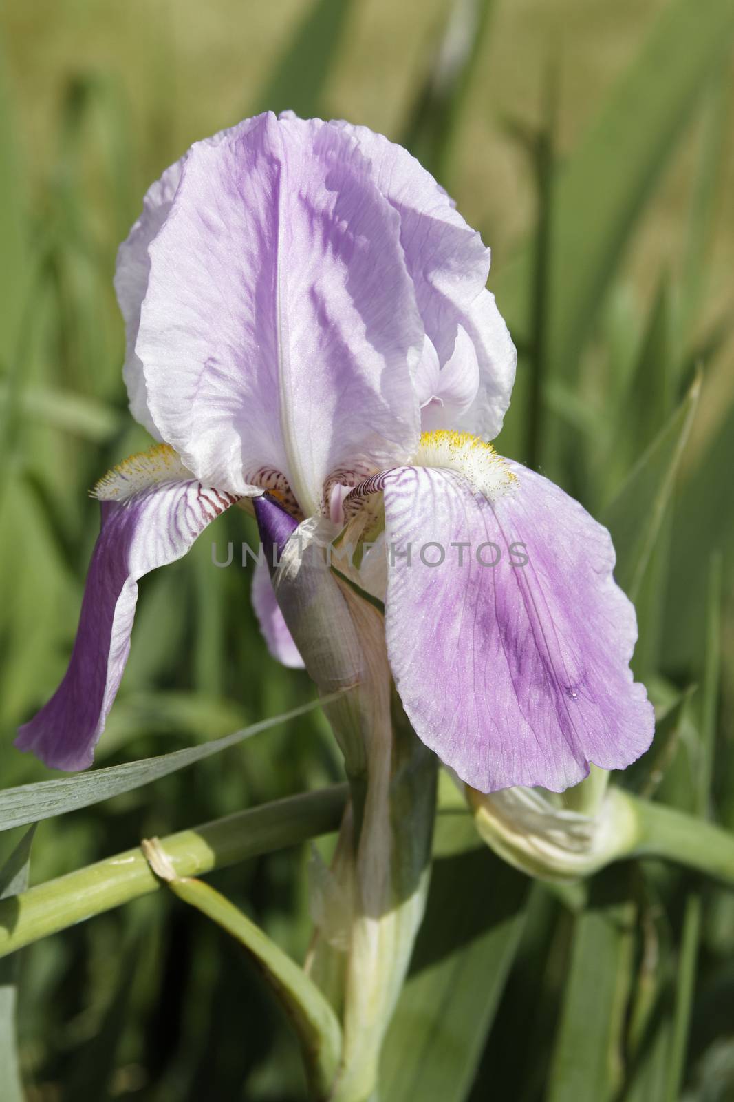 close-up of a blue sword lily in the nature