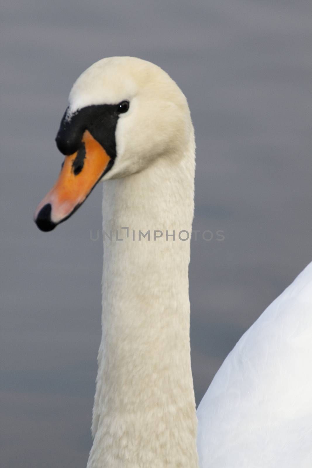 Schwan -swan by Bullysoft