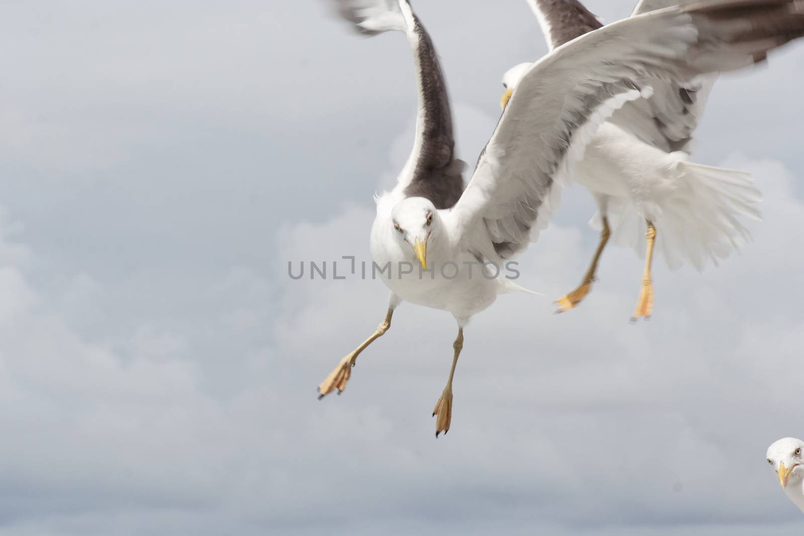 Seagul at the island of Texel