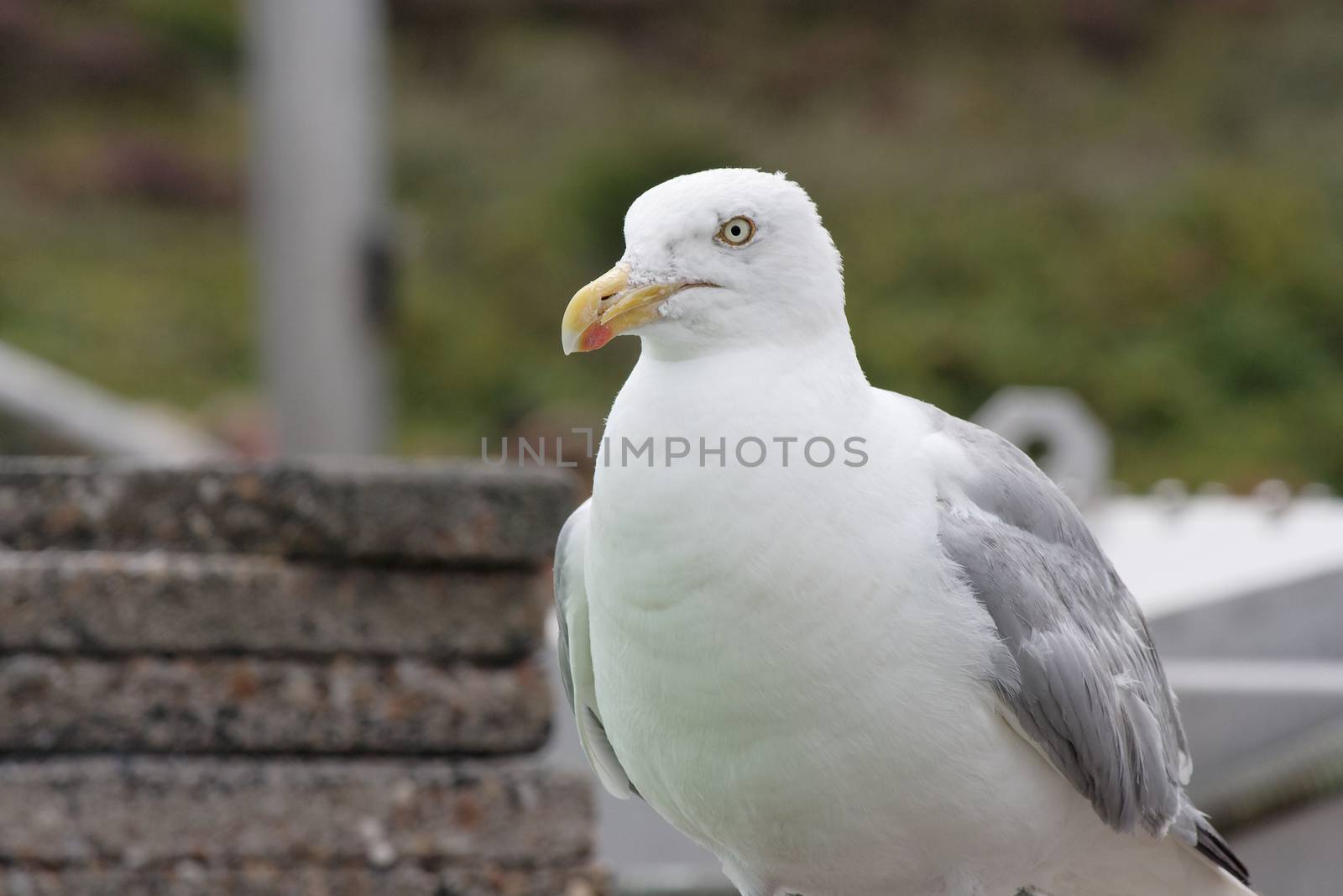 Texel - Seagul by Bullysoft