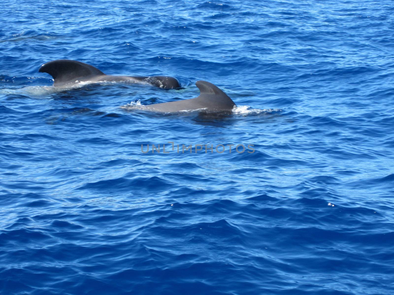 pilot whale iat canary-islands - Tenerife