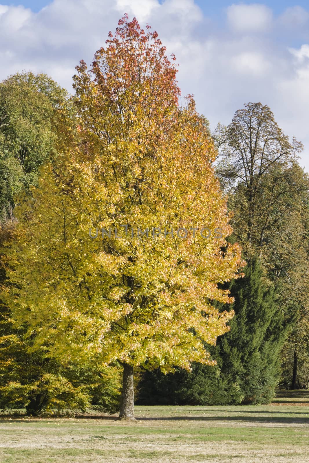 autumn tree imirroring in a pond by Bullysoft