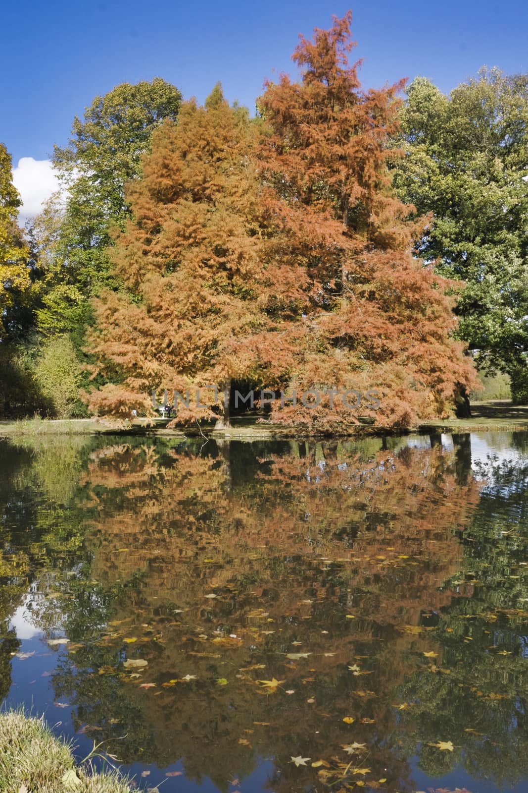 a brown golden tree in the indian summer with blue sky