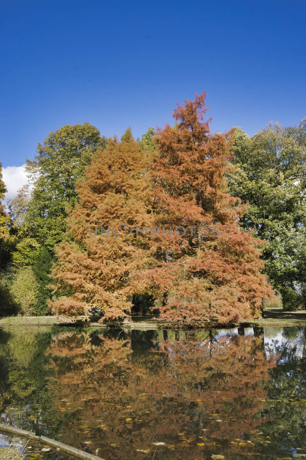 a brown golden tree in the indian summer with blue sky