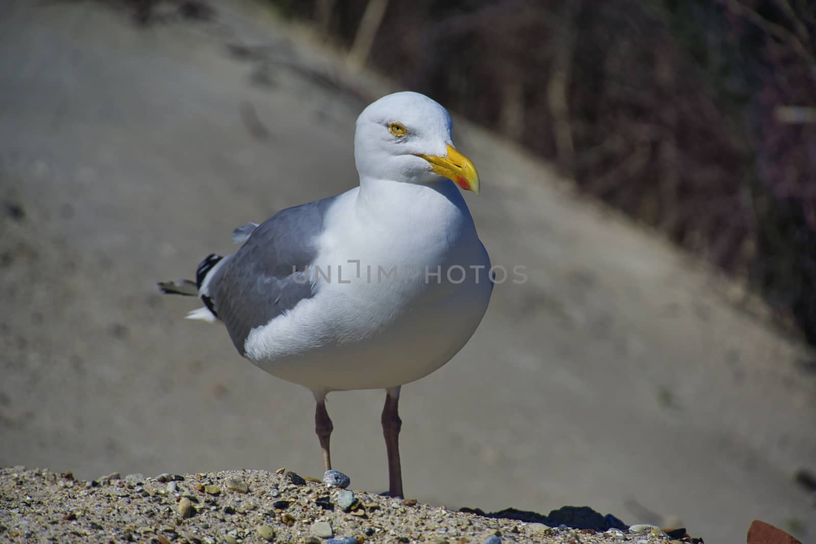 european herring gull on heligoland by Bullysoft