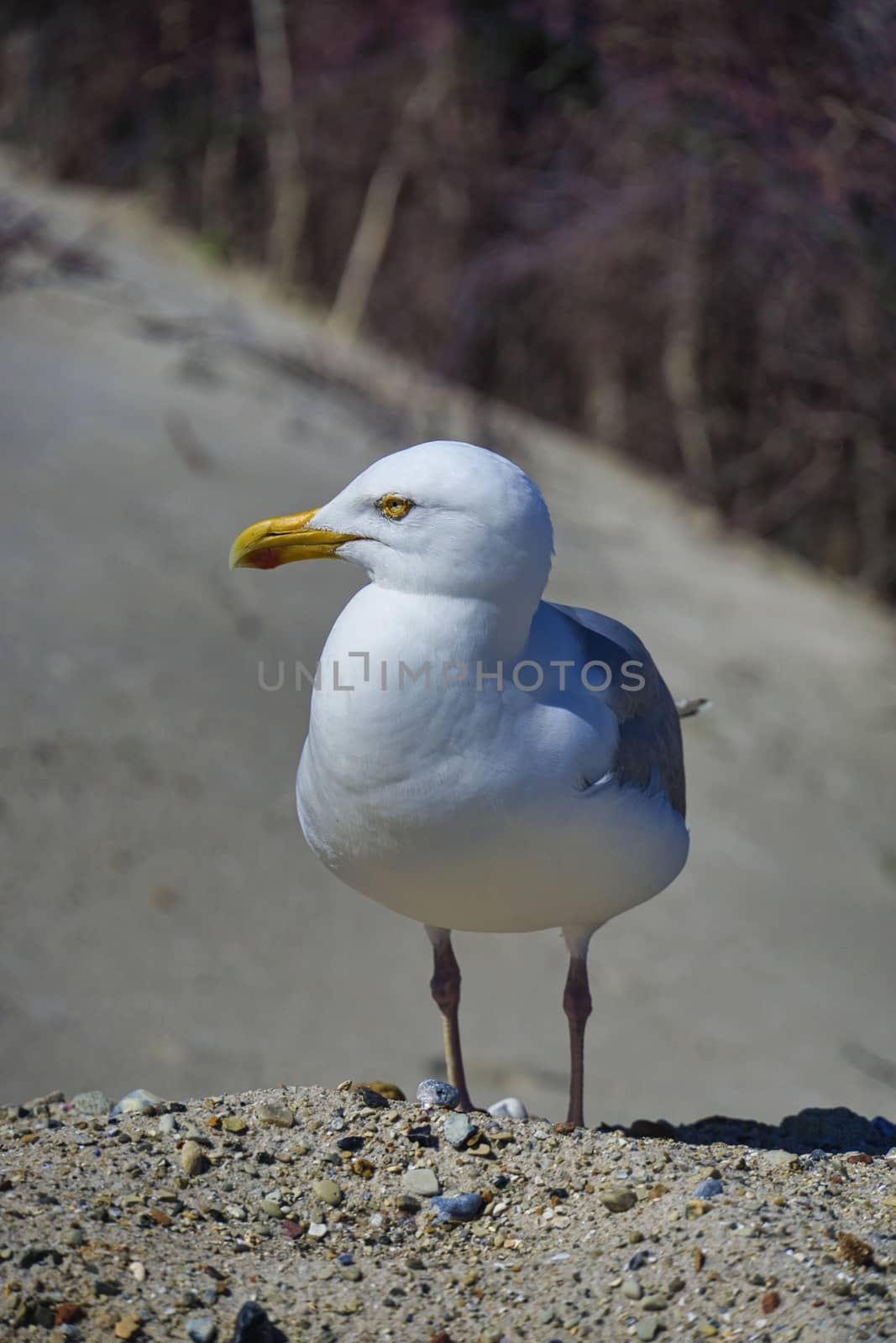 european herring gull on heligoland by Bullysoft