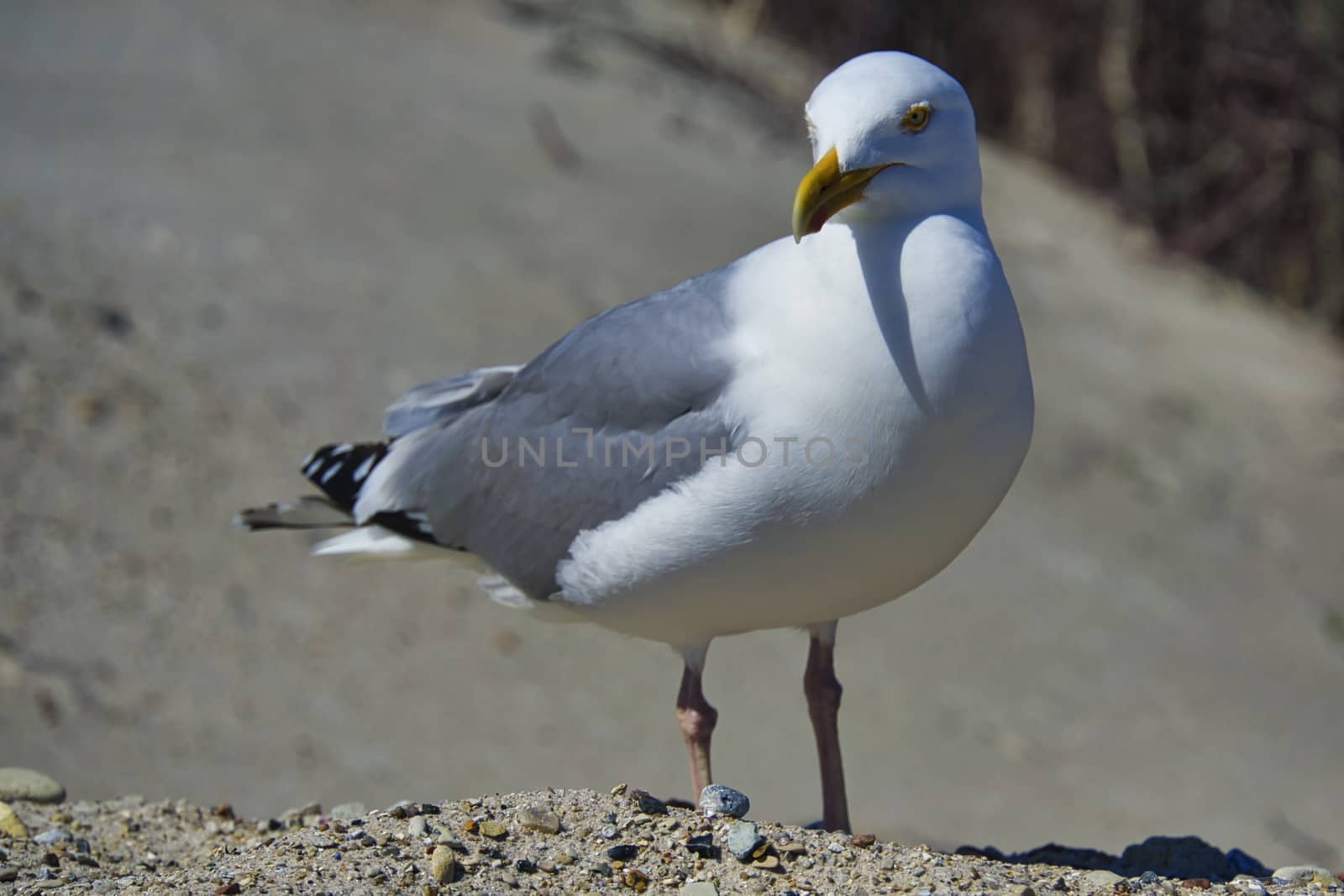 Single european herring gull on heligoland - island Dune - North beach - Larus argentatus