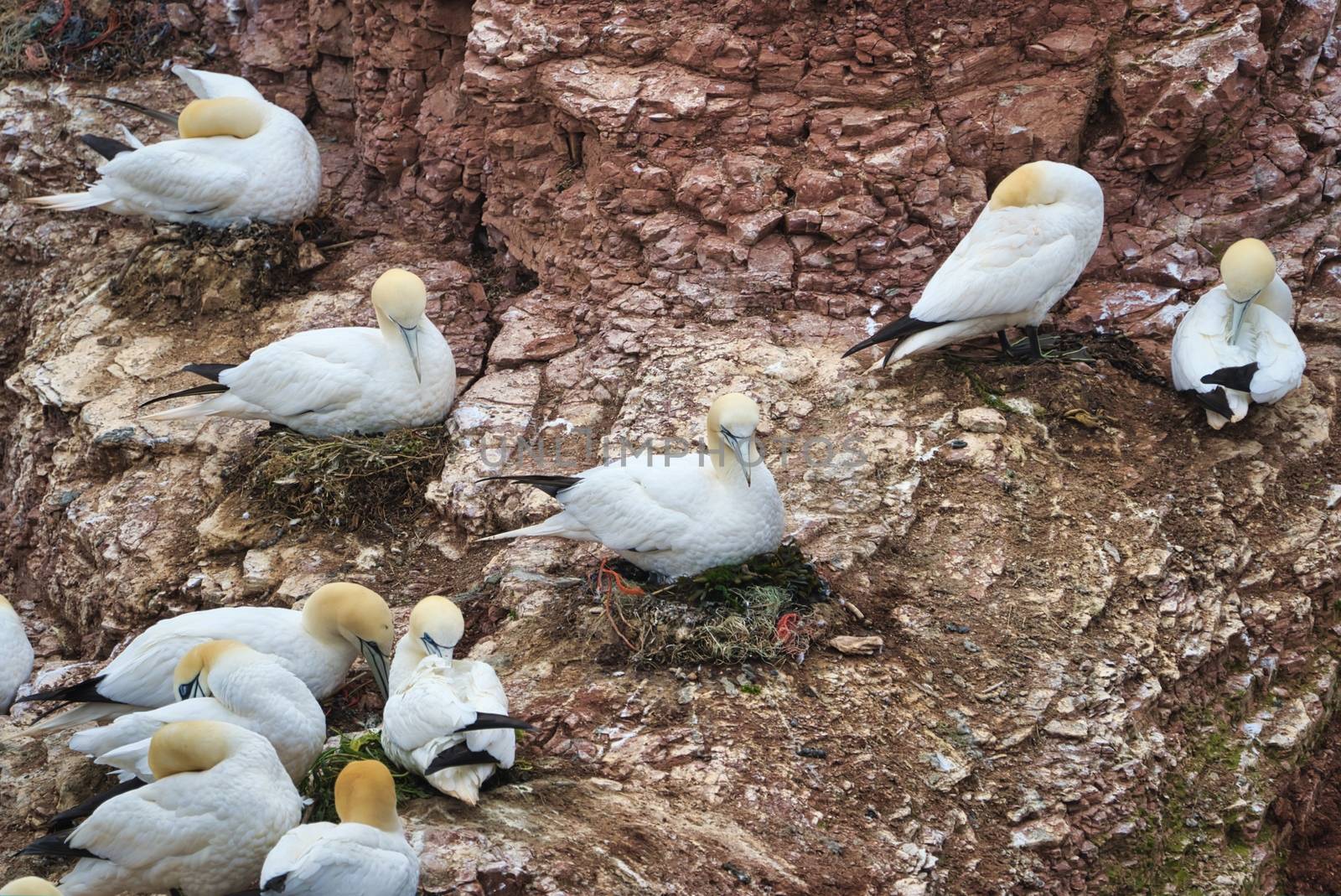 colony of northern garnet on the red Rock - Heligoland island