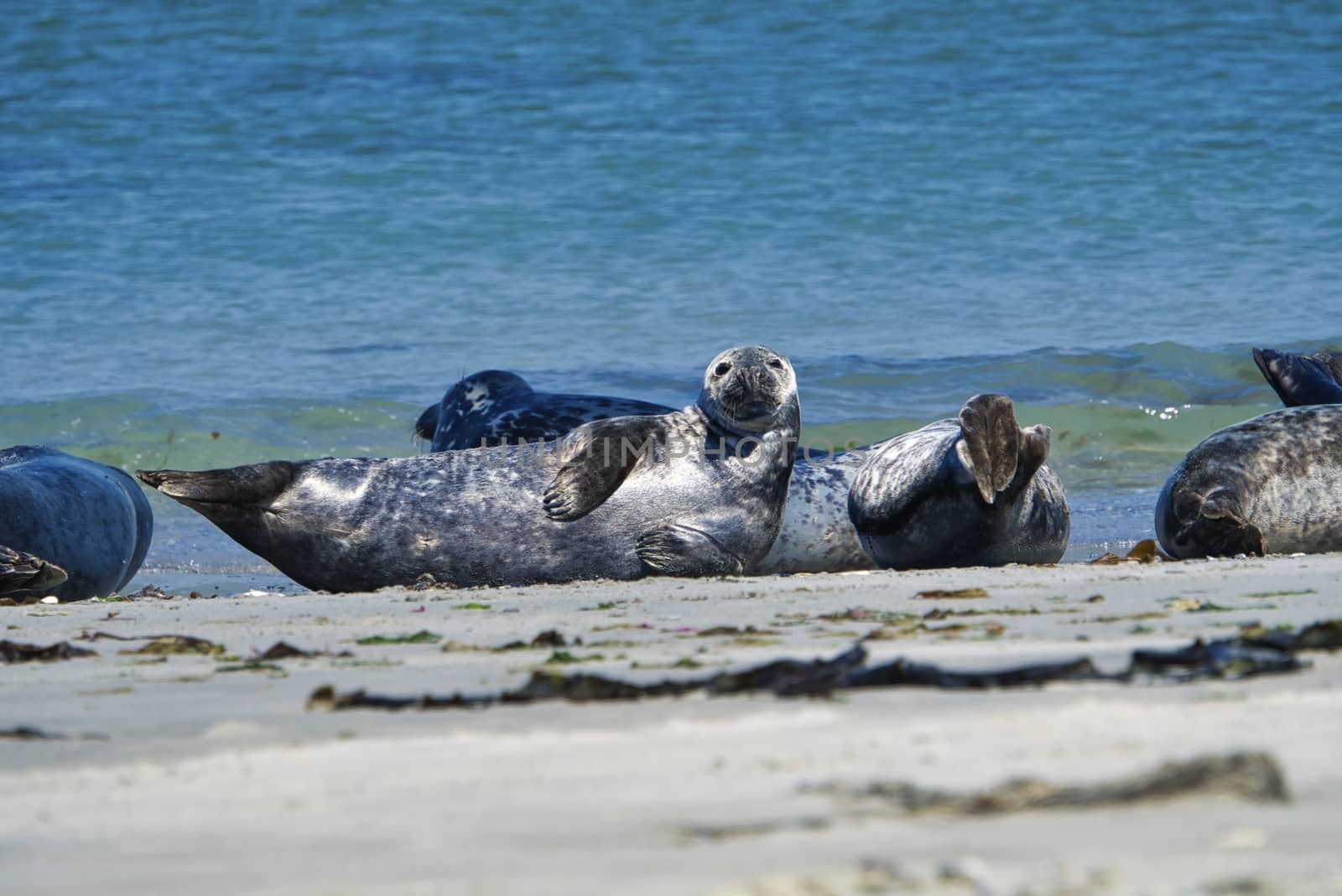 Grey seal on the beach of Heligoland - island Dune by Bullysoft