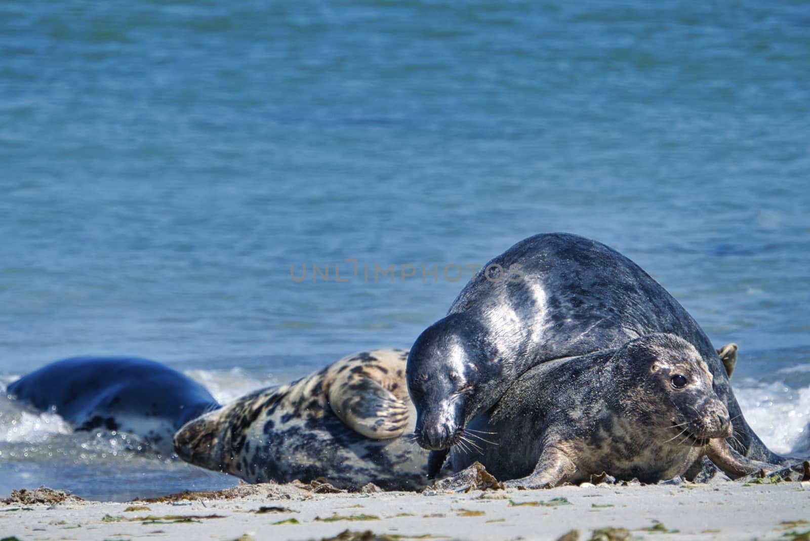 Grey seal on the beach of Heligoland - island Dune by Bullysoft