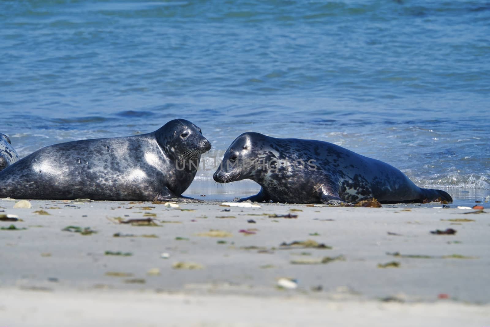 Wijd Grey seal on the north beach of Heligoland - island Dune i- Northsea - Germany