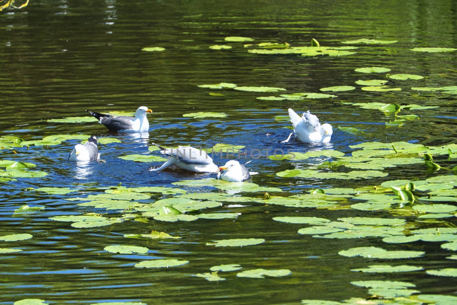 Group ofeuropean herring gull on heligoland - island Dune - cleaning feather in sweet water pond - Larus argentatus