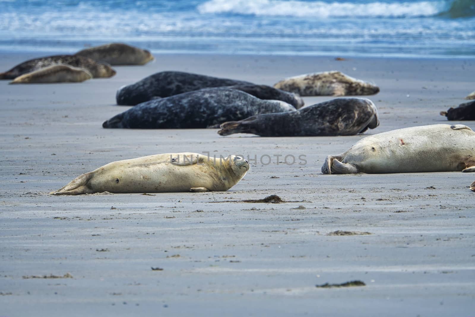 Grey seal on Heligoland by Bullysoft