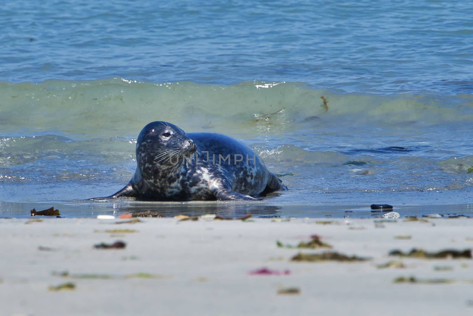 Wijd Grey seal on the north beach of Heligoland - island Dune i- Northsea - Germany