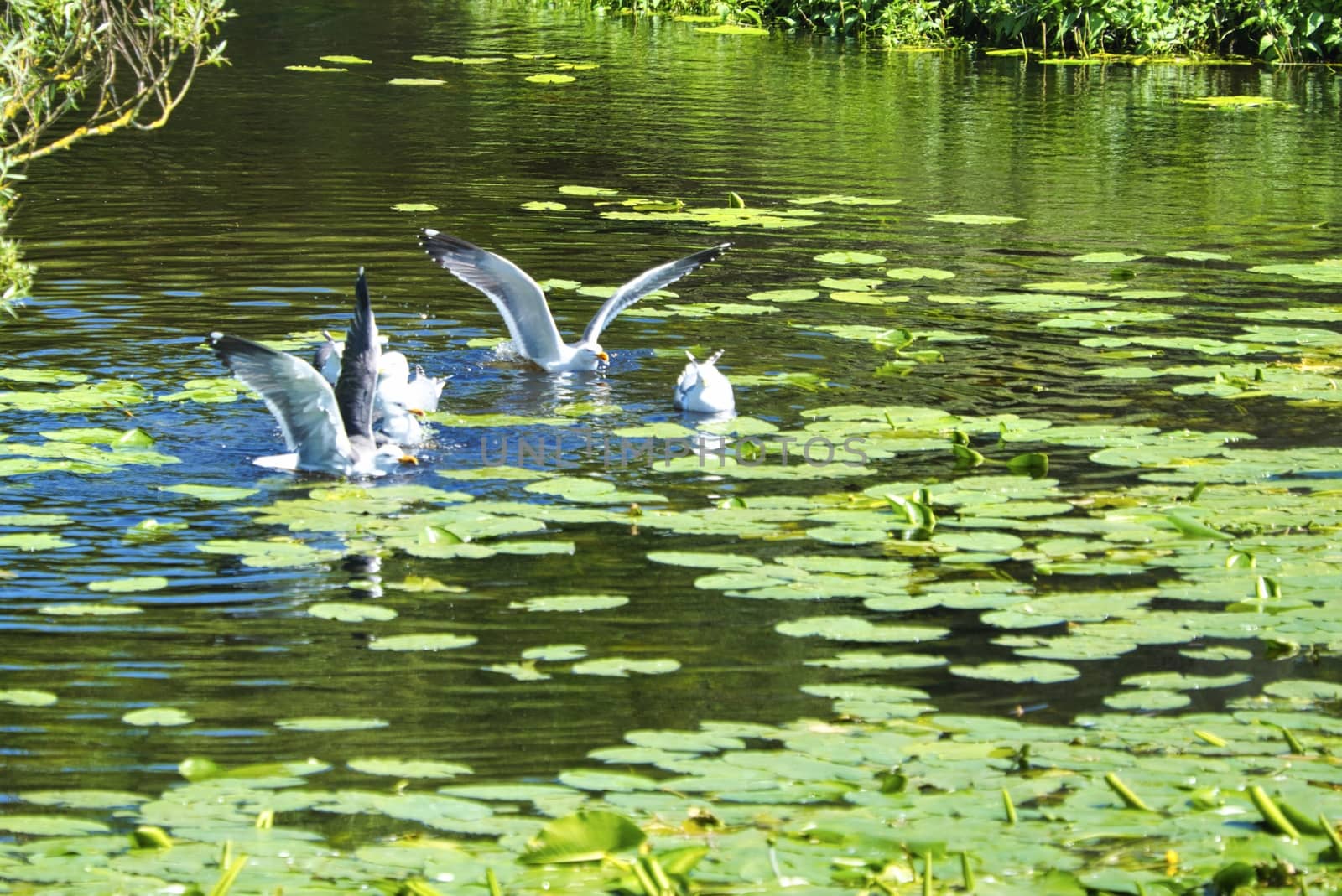 Group ofeuropean herring gull on heligoland - island Dune - cleaning feather in sweet water pond - Larus argentatus