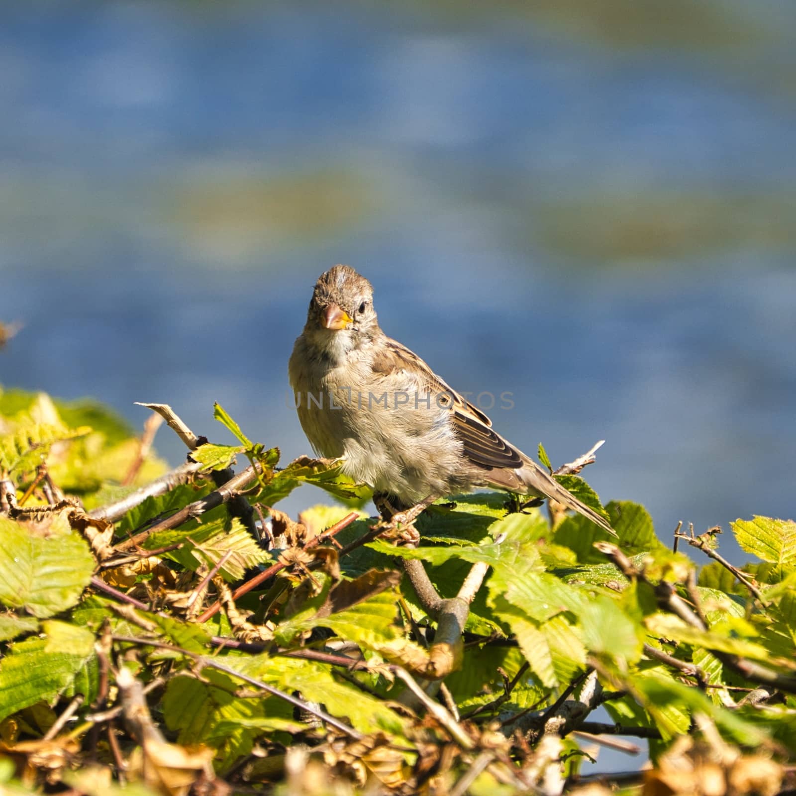 single old sparrow - windy pkace in front of water