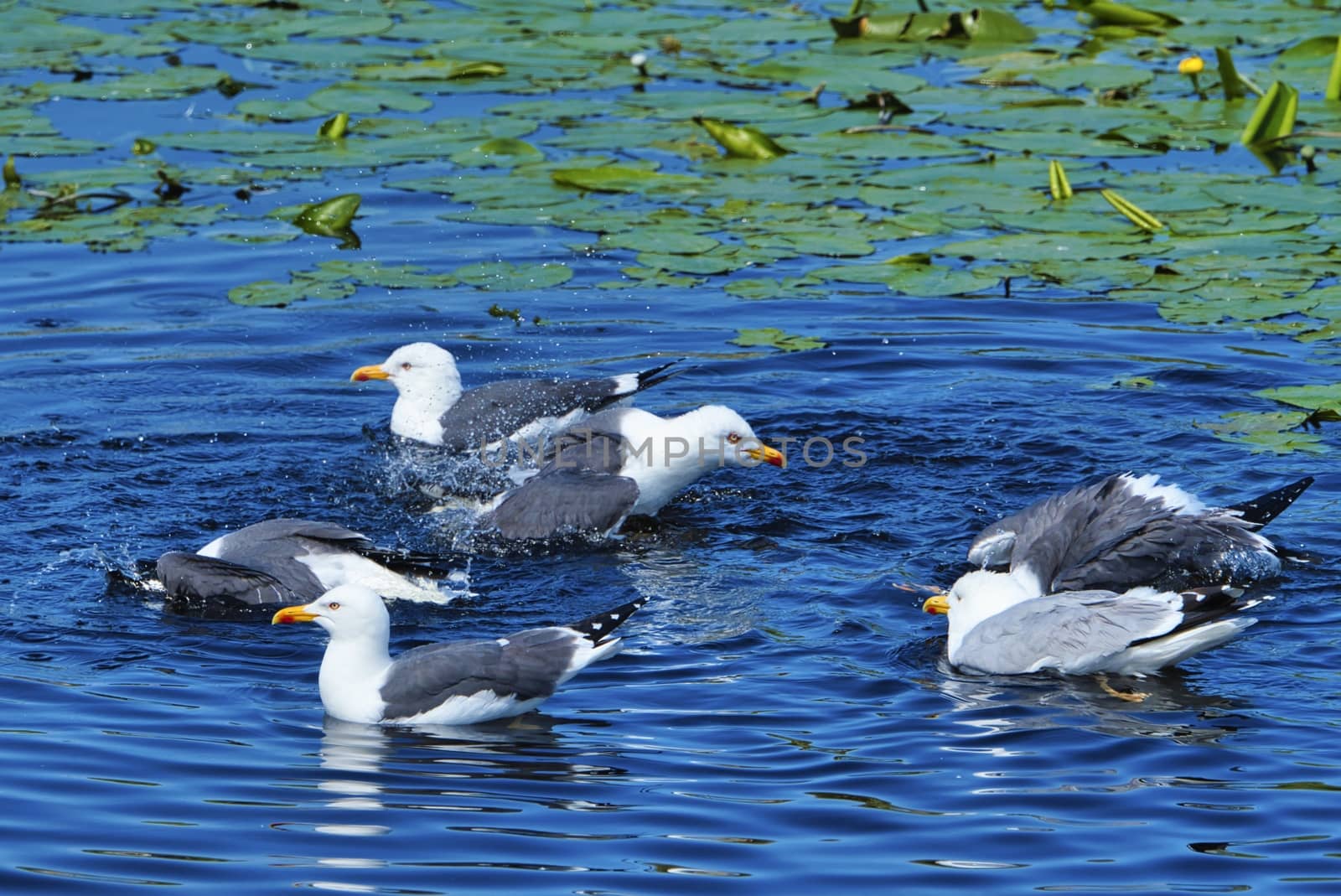 european herring gull on heligoland by Bullysoft