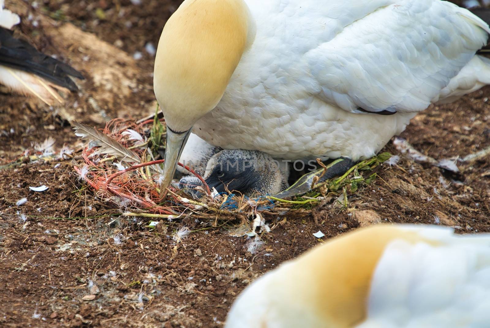 single  northern garnet on the red Rock with a young garnet in the nest - Heligoland island