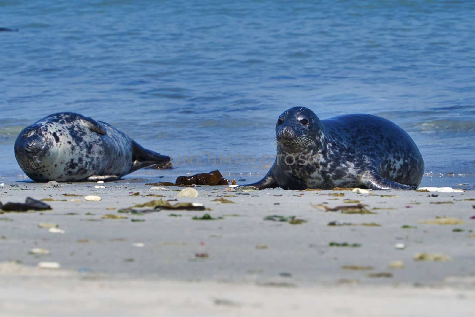 Wijd Grey seal on the north beach of Heligoland - island Dune i- Northsea - Germany