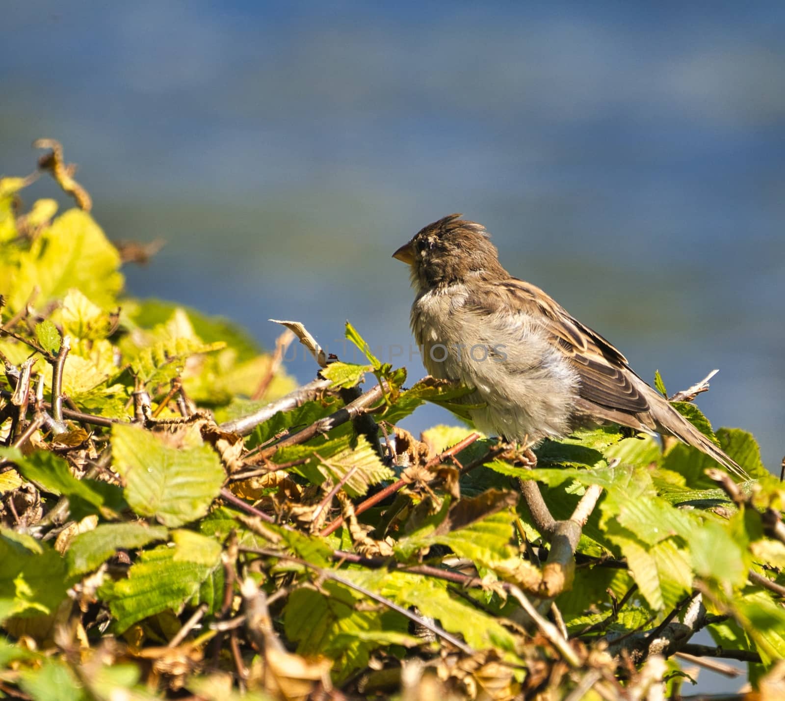 single old sparrow - windy place in front of water