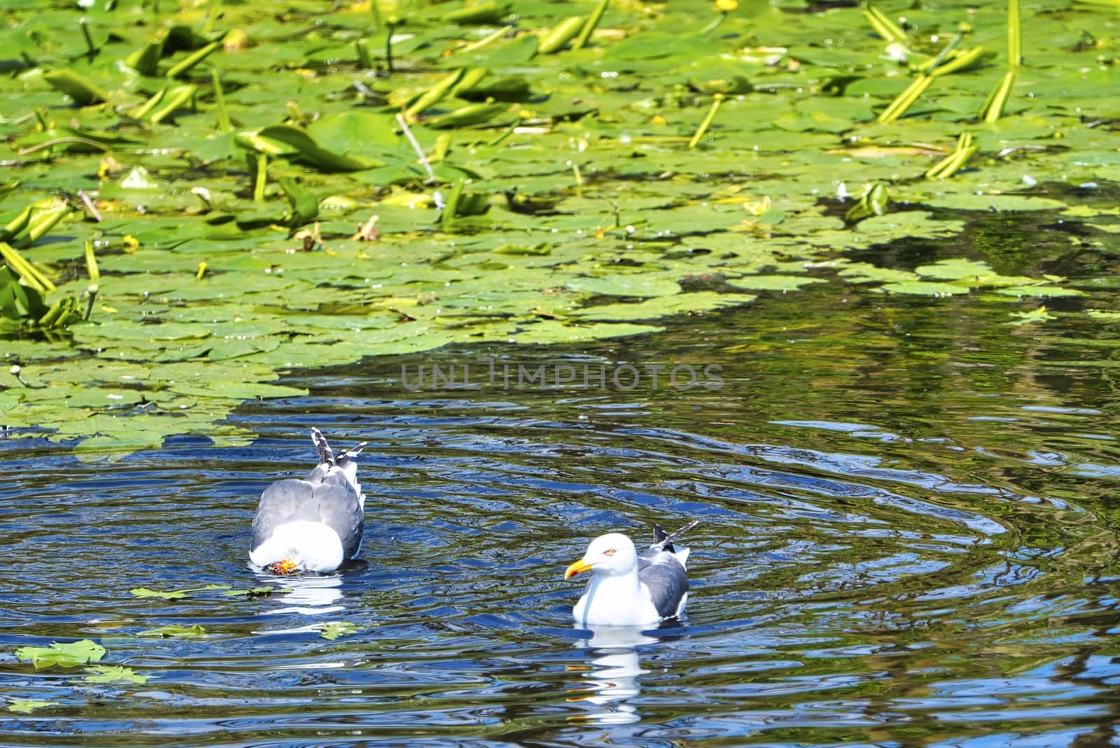 Group ofeuropean herring gull on heligoland - island Dune - cleaning feather in sweet water pond - Larus argentatus