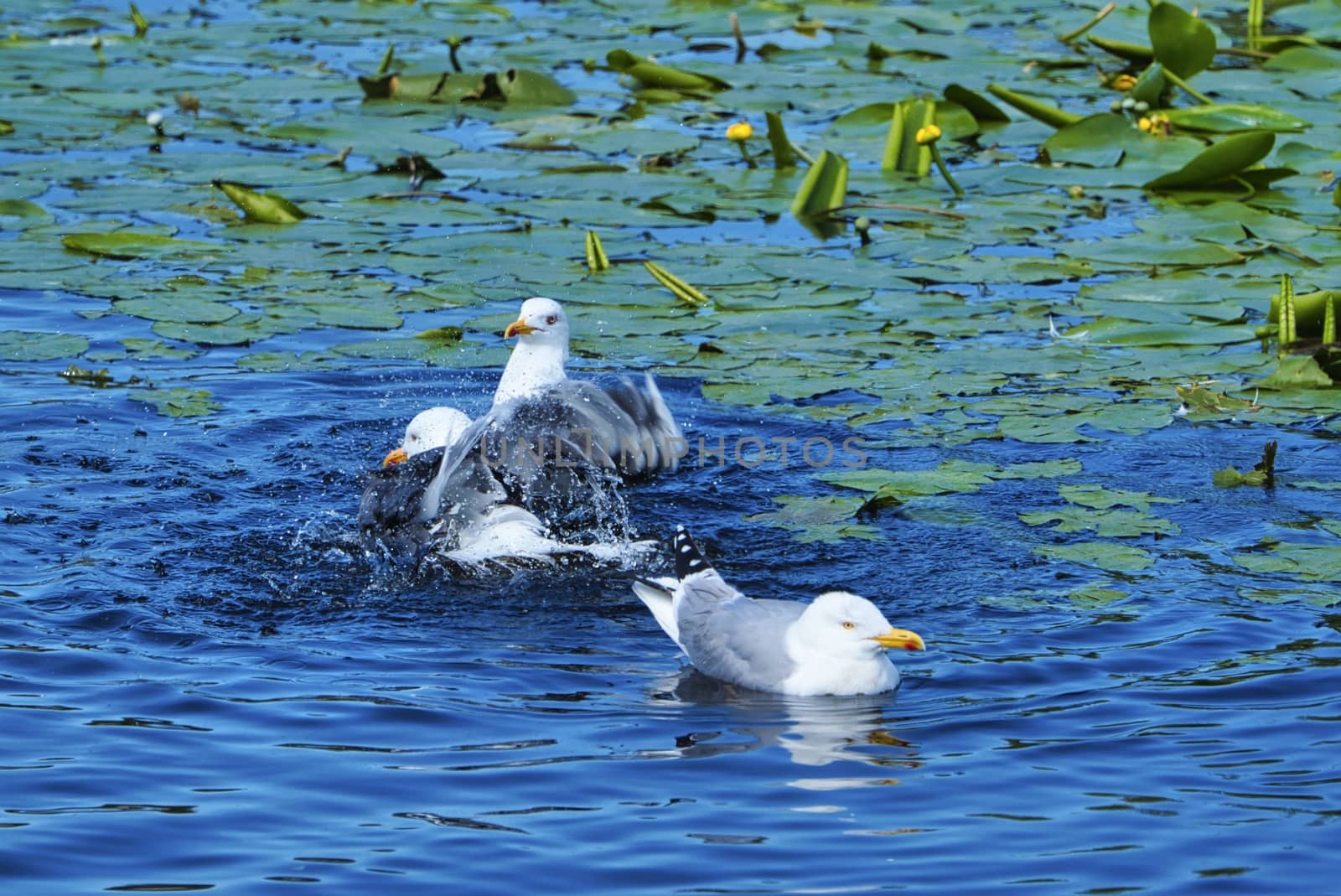 Group ofeuropean herring gull on heligoland - island Dune - cleaning feather in sweet water pond - Larus argentatus