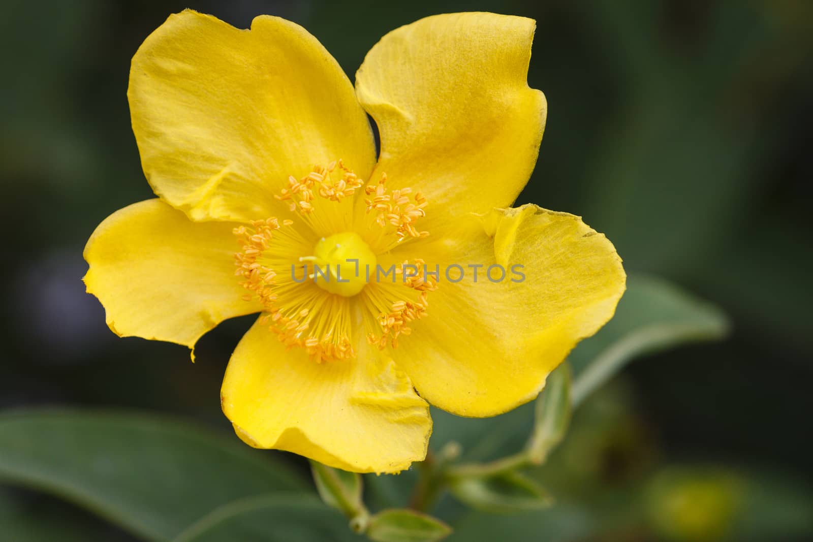 Hypericum - a yellow blossom - close-up