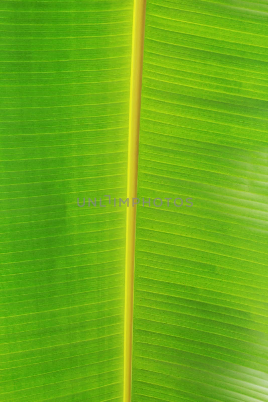 Banana leaves with texture background.