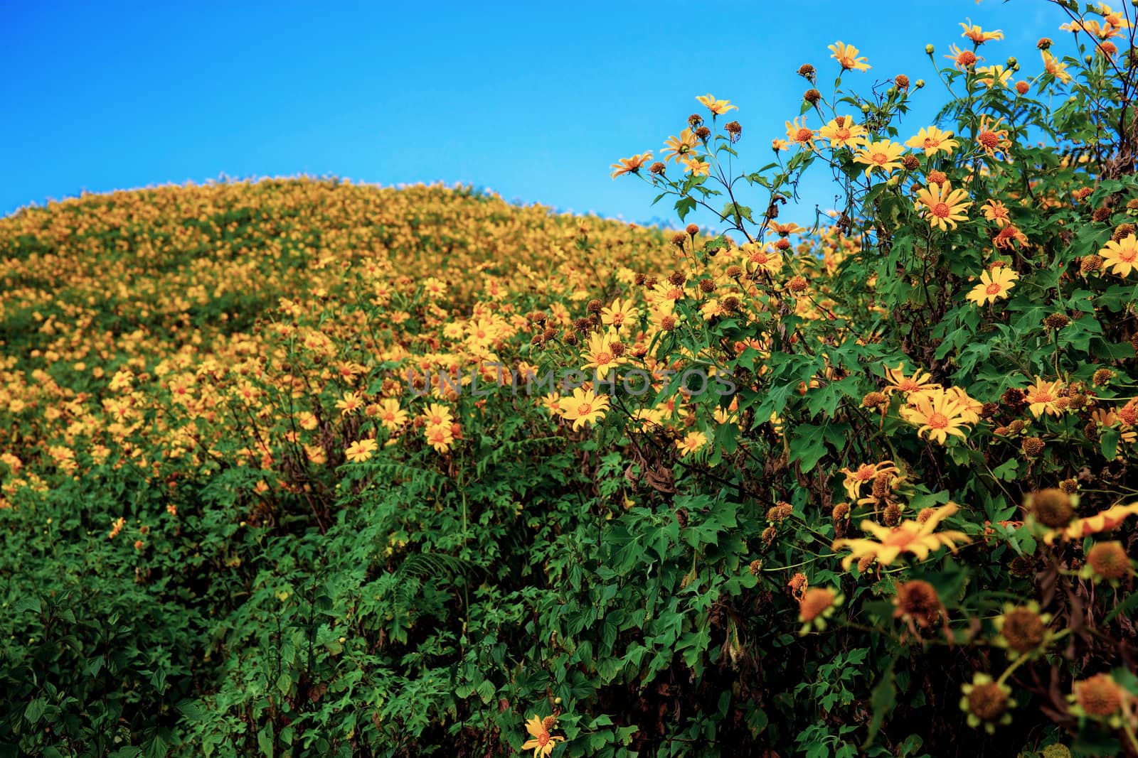 Bua tong flower in field of Thailand with blue sky.