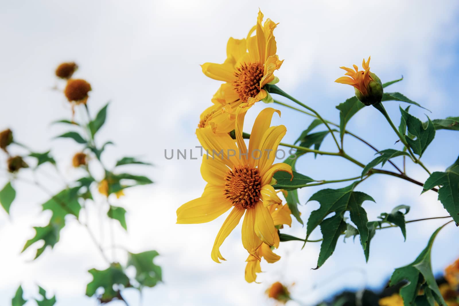 Bua tong flower of Thailand with sky.