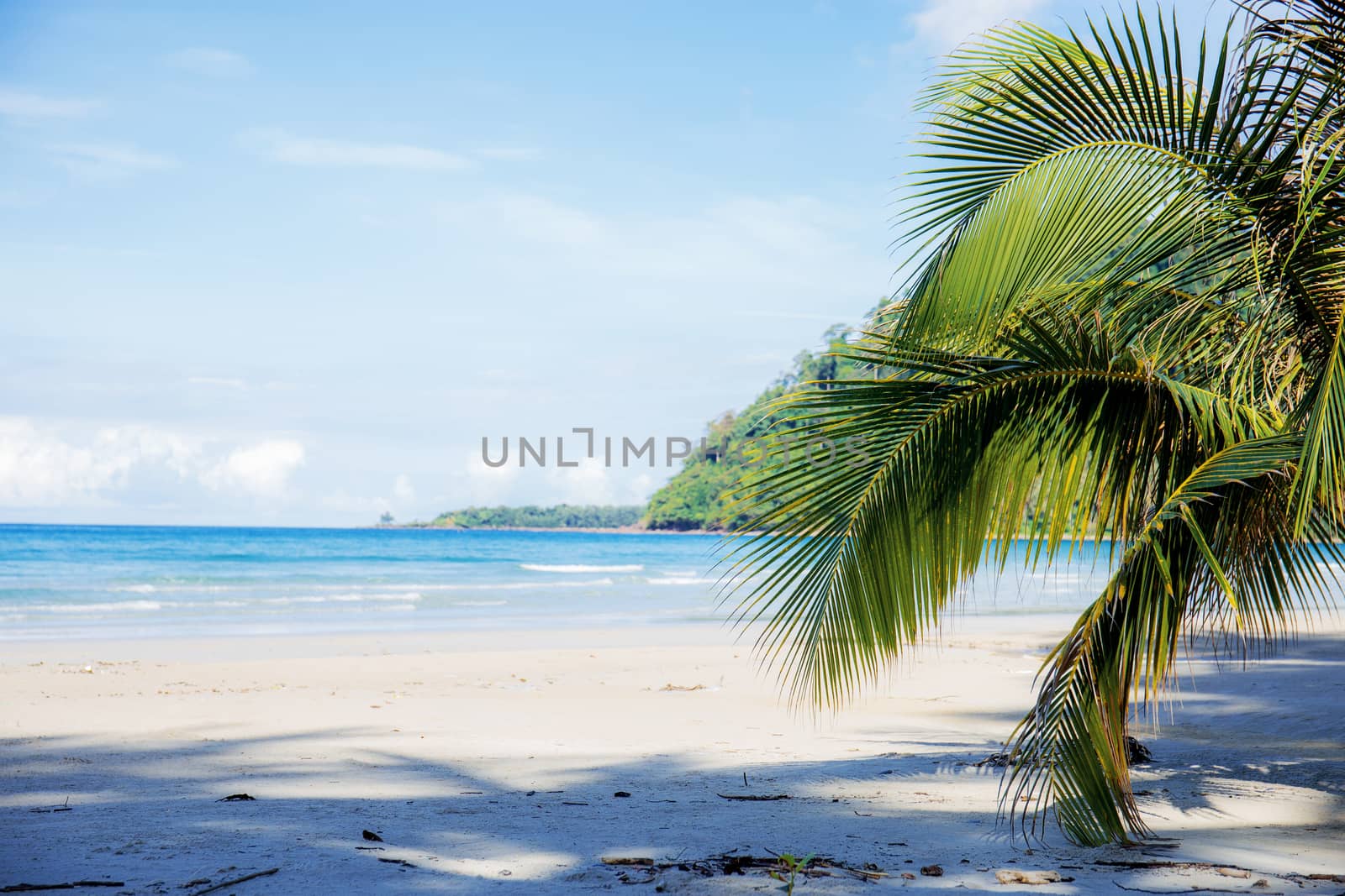 Coconut leaves on beach. by start08