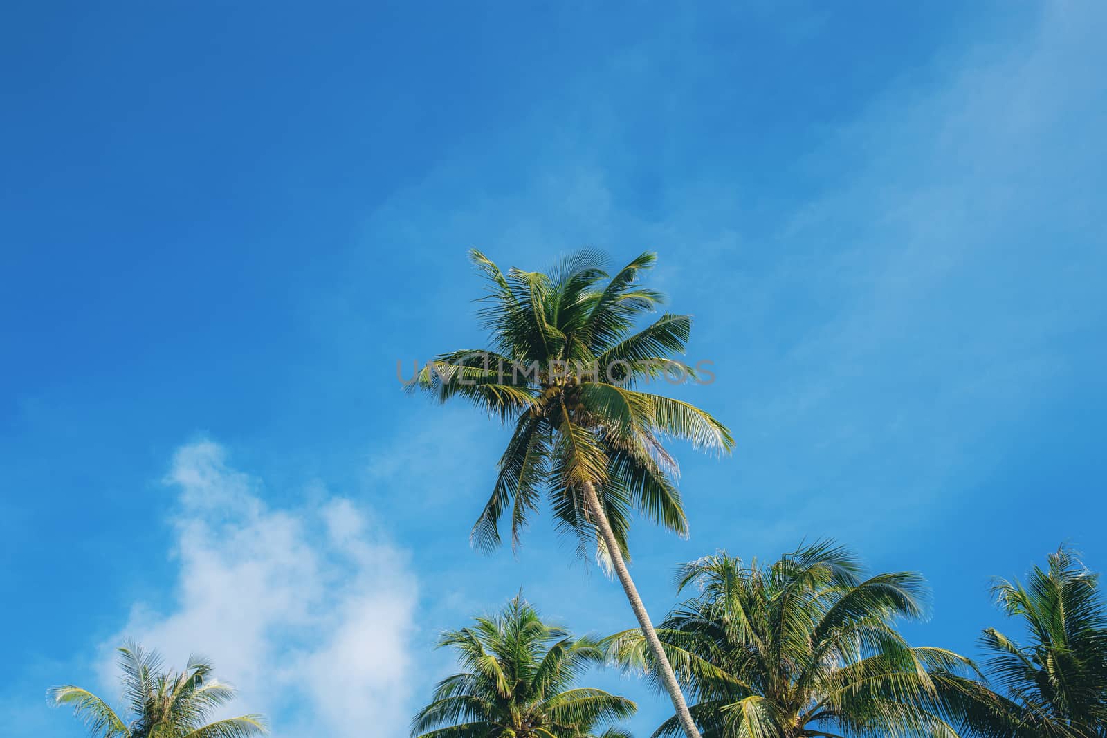 Coconut tree at blue sky with color background.