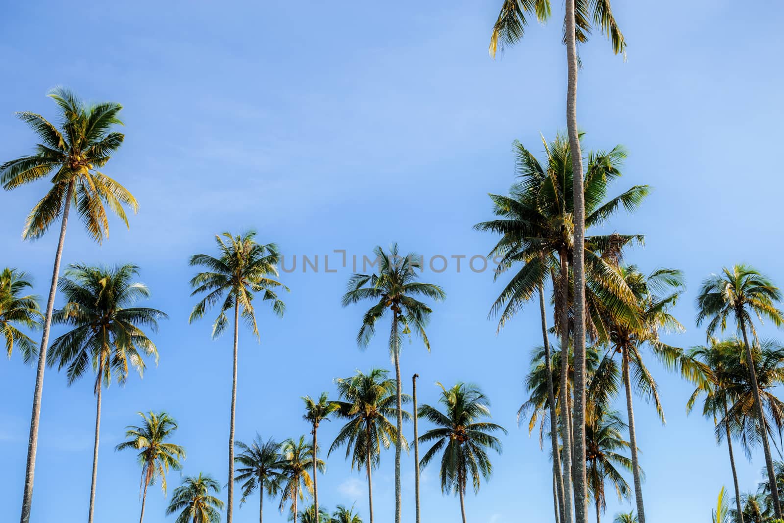 Coconut tree at sky. by start08